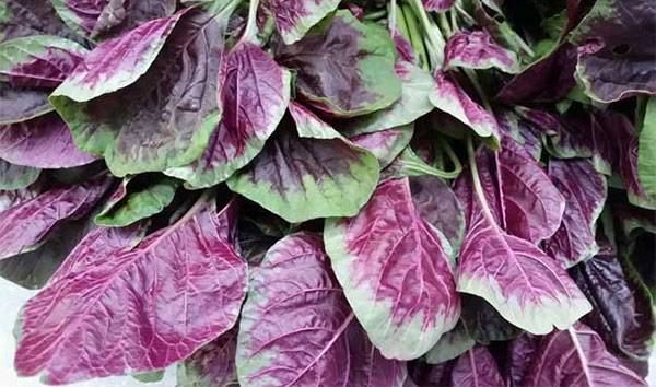 �Ȳ��и��ܳ��� �и����Ȳ��Ƿ�Ӱ��̥��